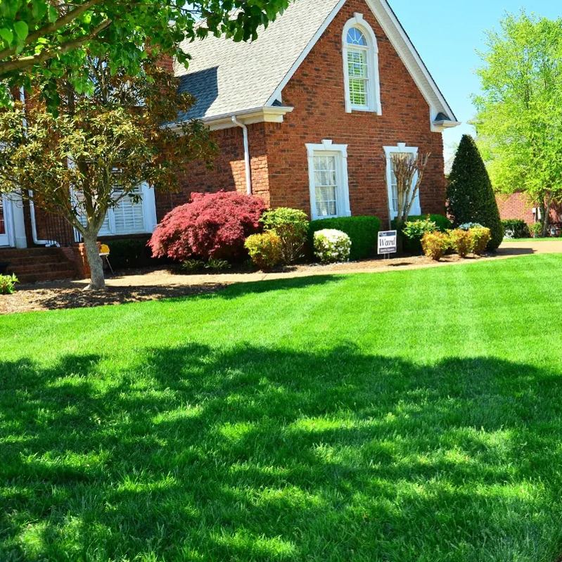 Four-Season Evergreen No-Mow Lawn Seed