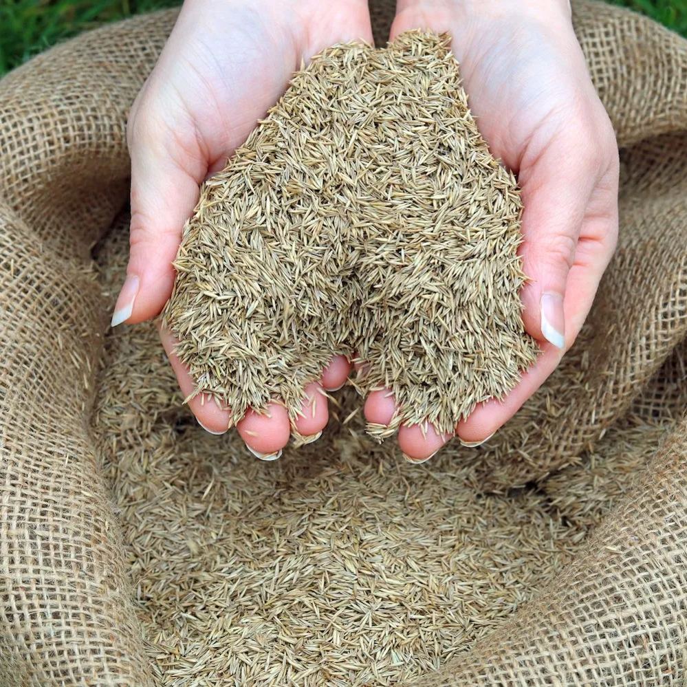 Four-Season Evergreen No-Mow Lawn Seed