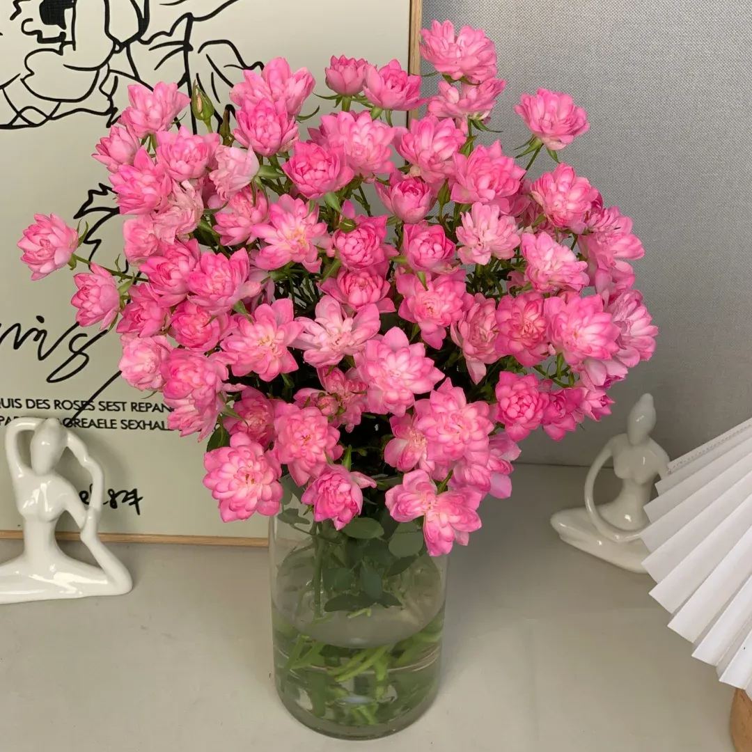 🌸 Heavenly Lotus Star Rose Seeds