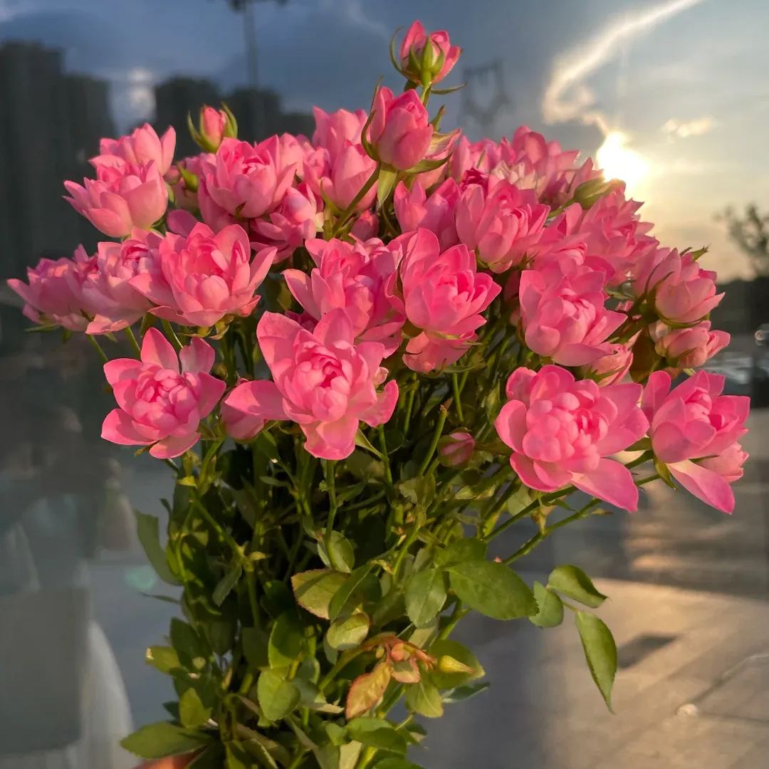 🌸 Heavenly Lotus Star Rose Seeds