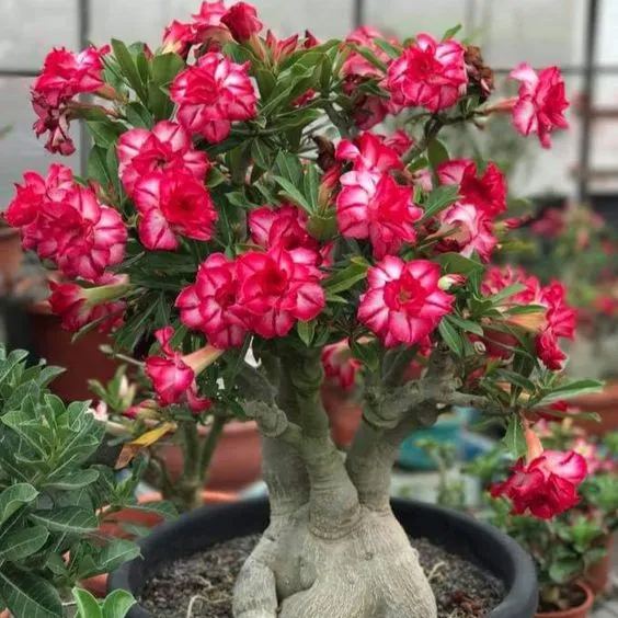 Desert Rose Seeds🌹-Multiple Varieties🌈, Heat-Resistant✨
