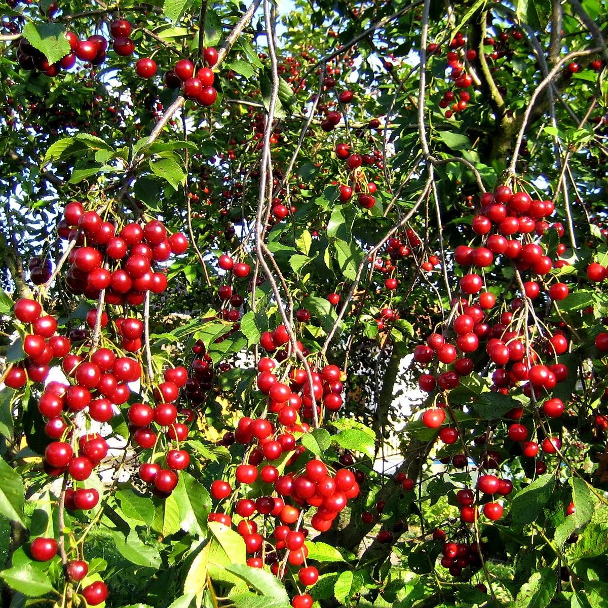 Cherry Tree 🍒 Plant Once And Bear Fruit For Many Years