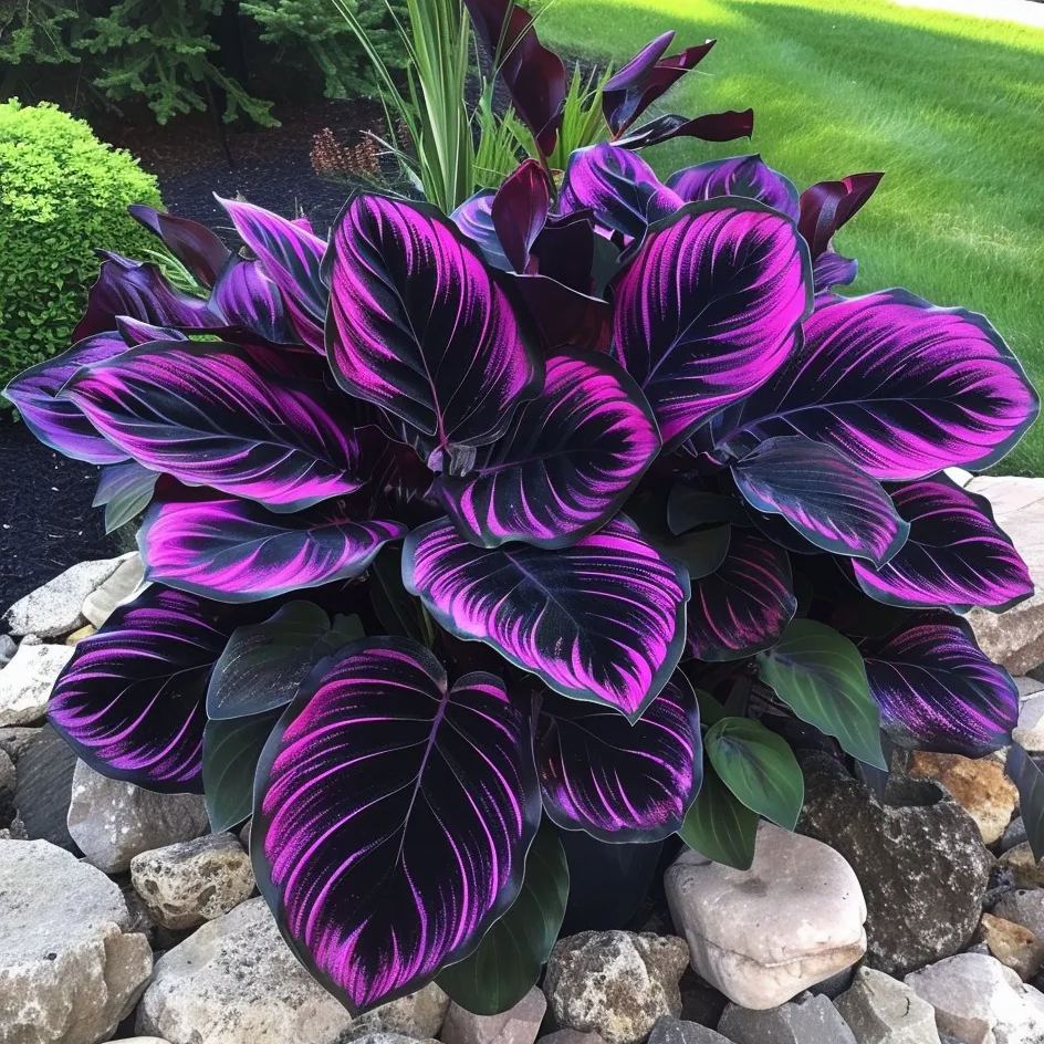 [Copy]Polka Dot Pink Calathea Seeds🌿💫Potted Plants, Garden