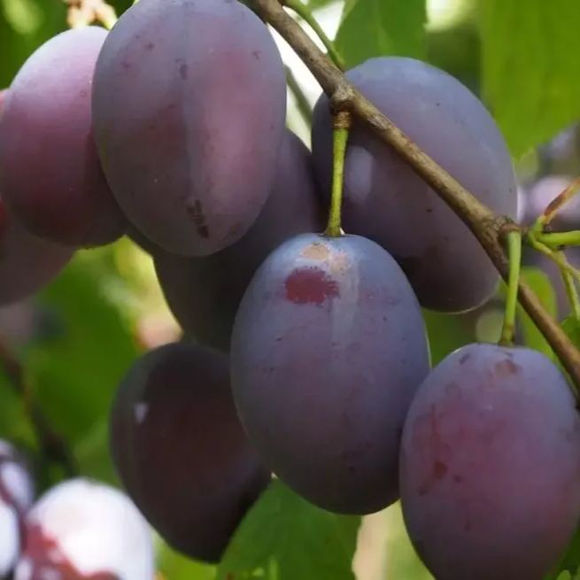 Family Size Prunes Tree🌿🍇High Nutrition, Good Harvest For Many Years