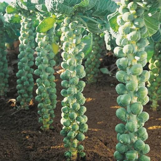 Brussels Sprouts Seeds 🥬🌱 Family Size, Backyard, Garden