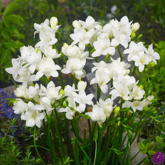 Freesia bulbs