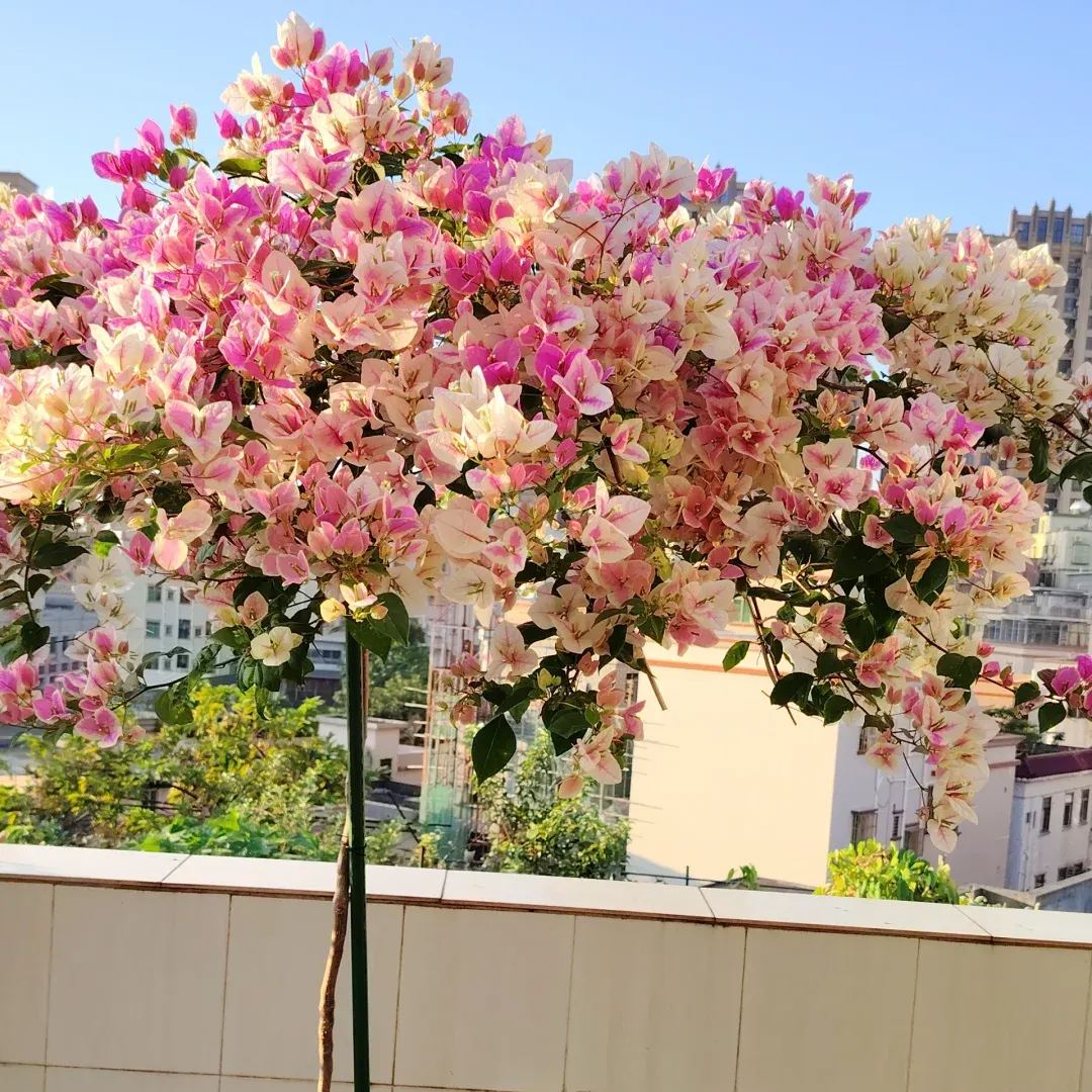 Red Cherry Bougainvillea