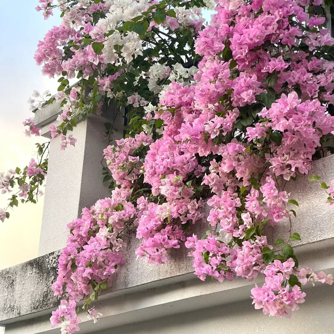 Red Cherry Bougainvillea
