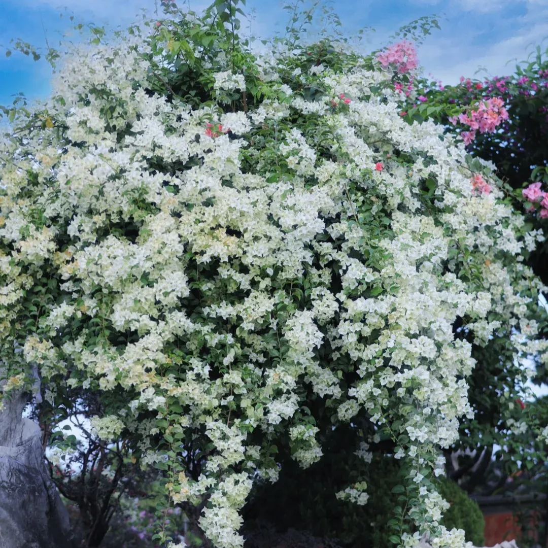 White Bougainvillea