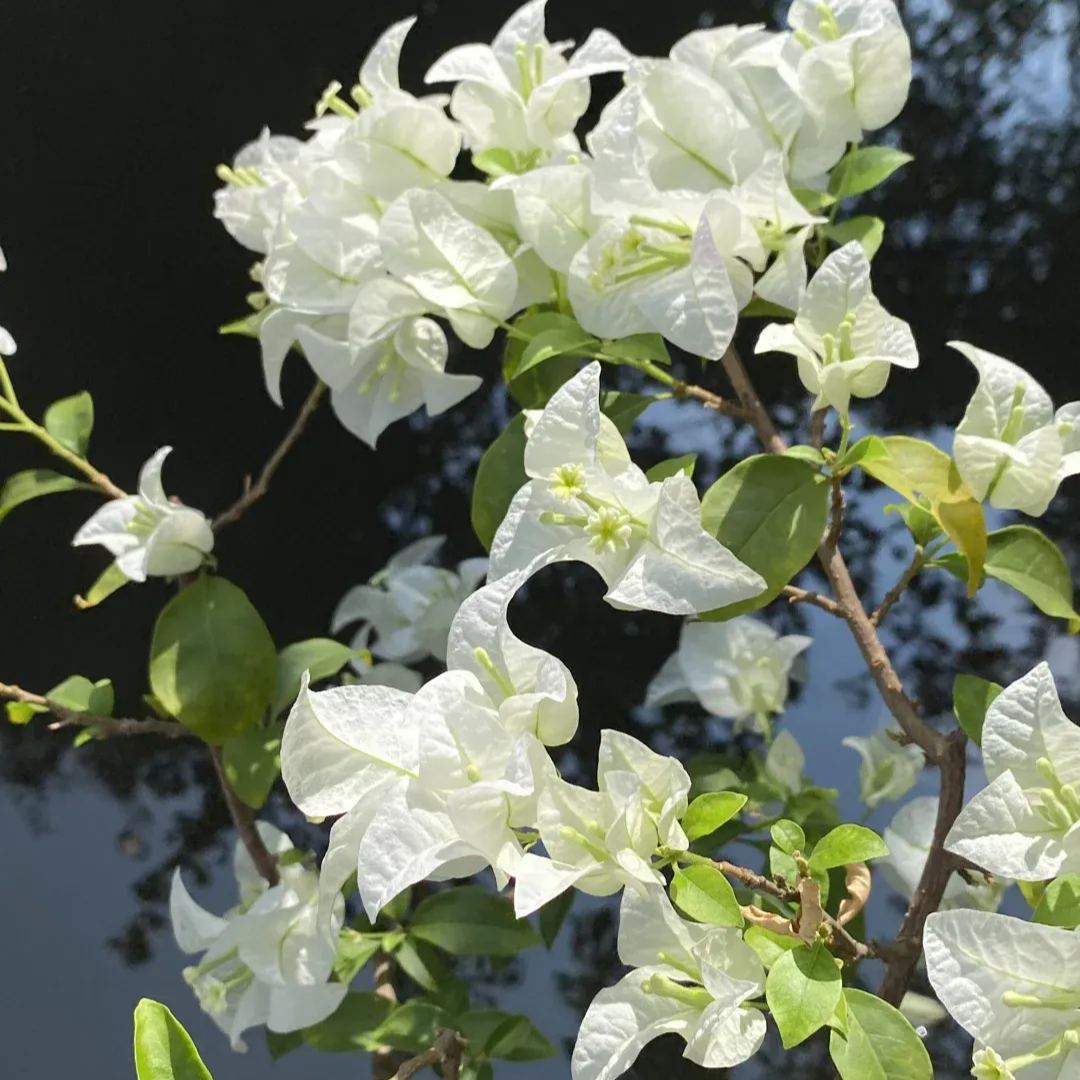White Bougainvillea
