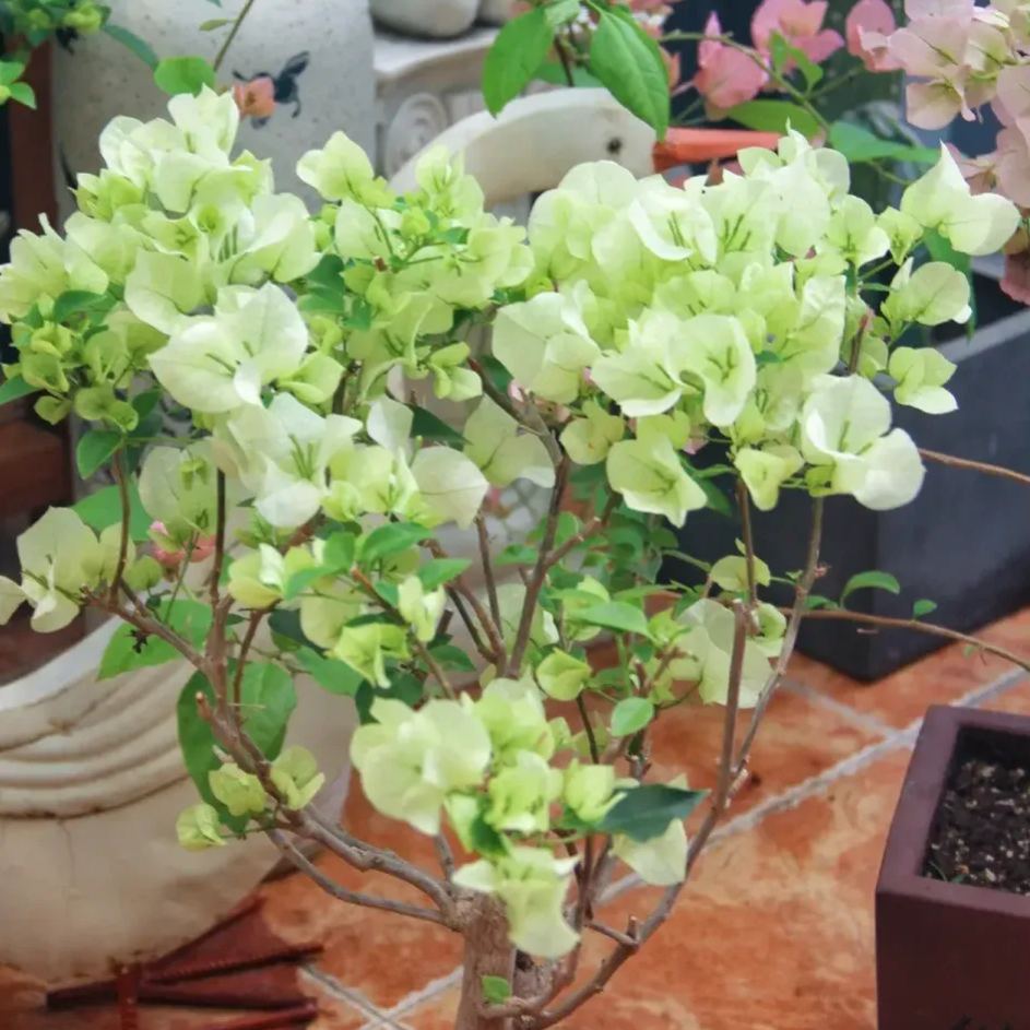Green Bougainvillea