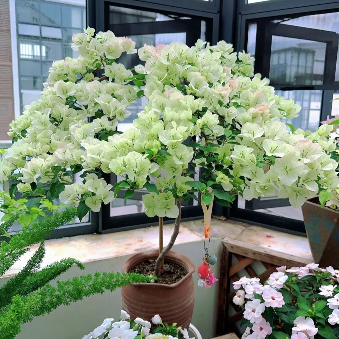 Green Bougainvillea