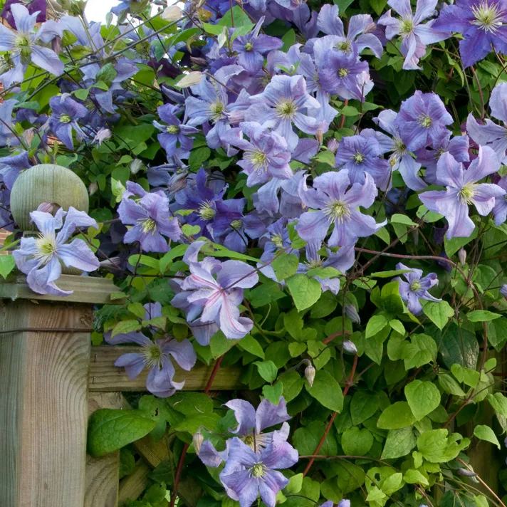 Clematis 🌺 The Ultimate Climbing Vine
