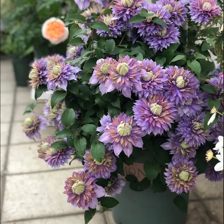 Clematis 🌺 The Ultimate Climbing Vine