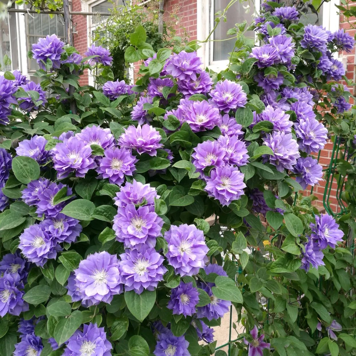 Clematis 🌺 The Ultimate Climbing Vine