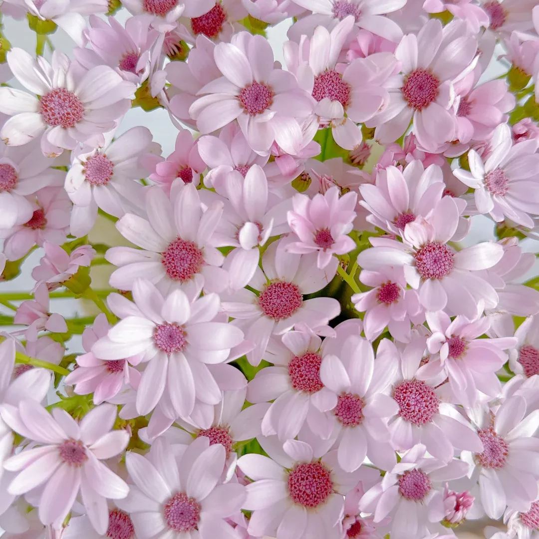 Cineraria Seeds🌺Indoor Plant, Flowering Plant, Perennial