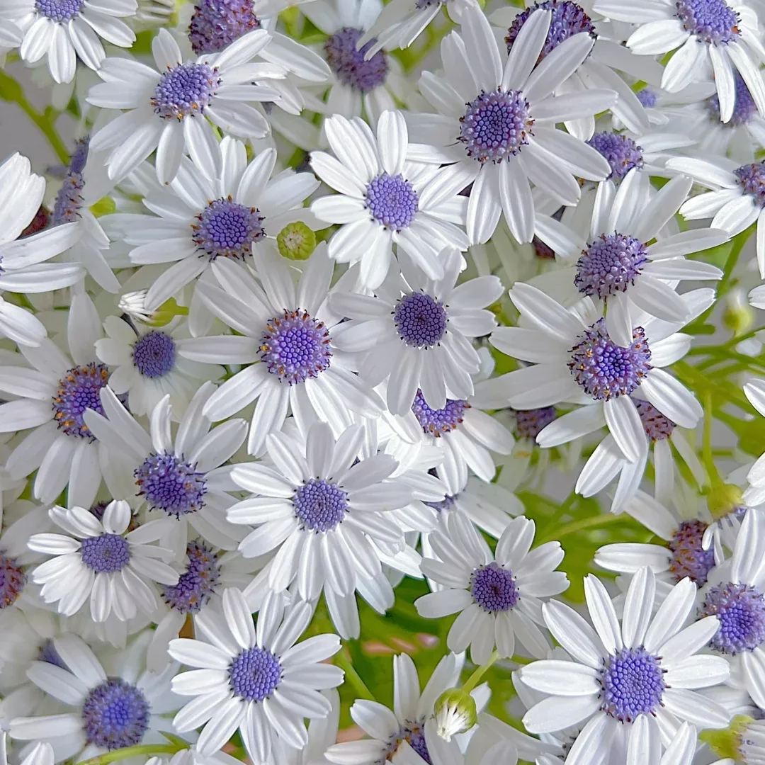 Cineraria Seeds🌺Indoor Plant, Flowering Plant, Perennial