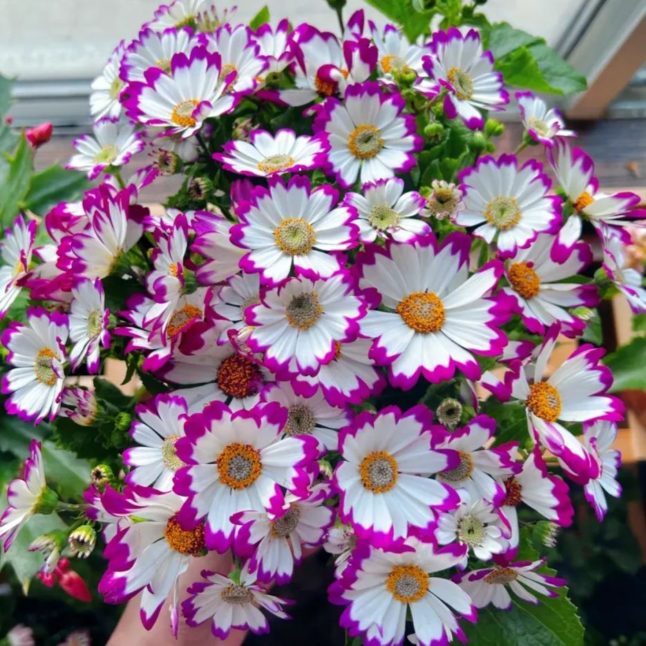 Cineraria Seeds🌺Indoor Plant, Flowering Plant, Perennial