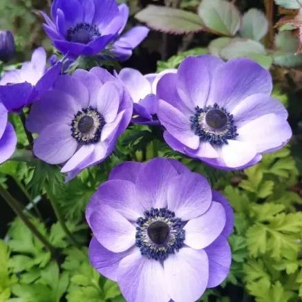 Anemone Bulbs 🌸Windflowers