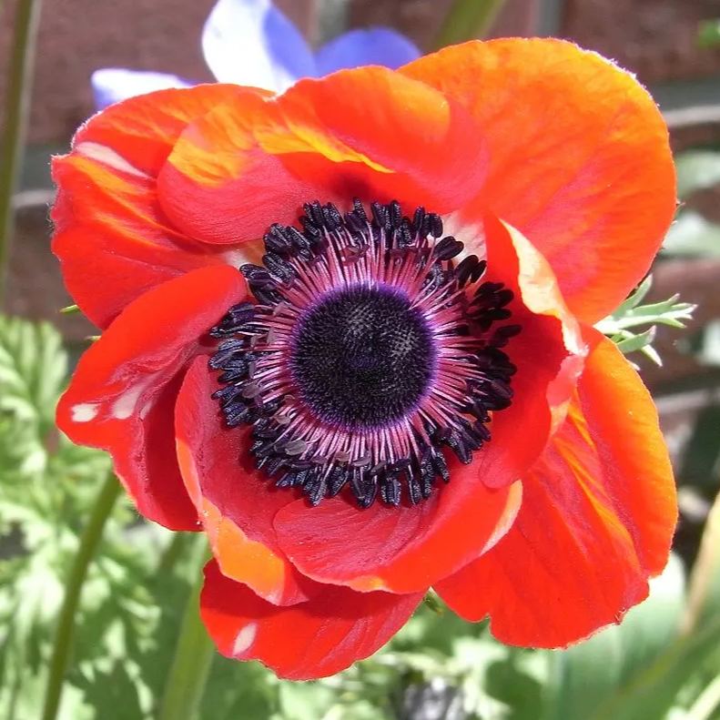 Anemone Bulbs 🌸Windflowers