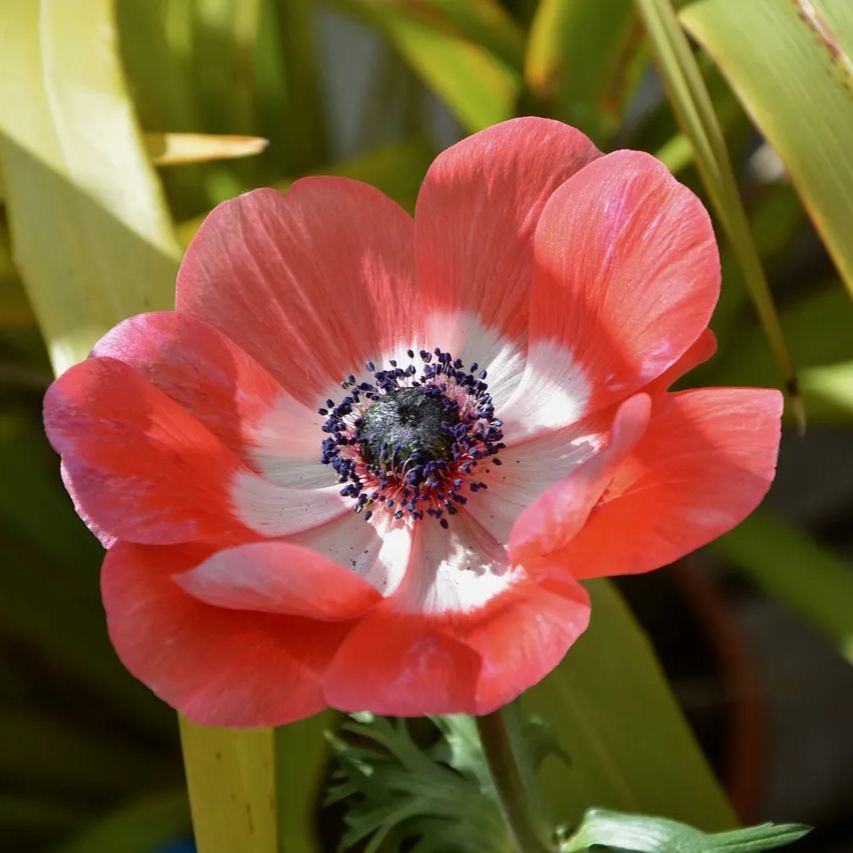 Anemone Bulbs 🌸Windflowers