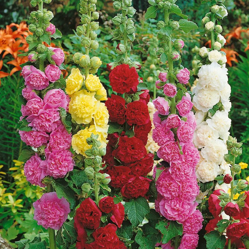 Mix Double Hollyhock Seeds🌺