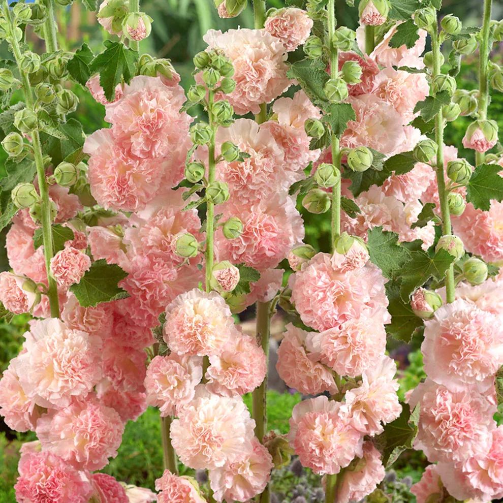 Mix Double Hollyhock Seeds🌺