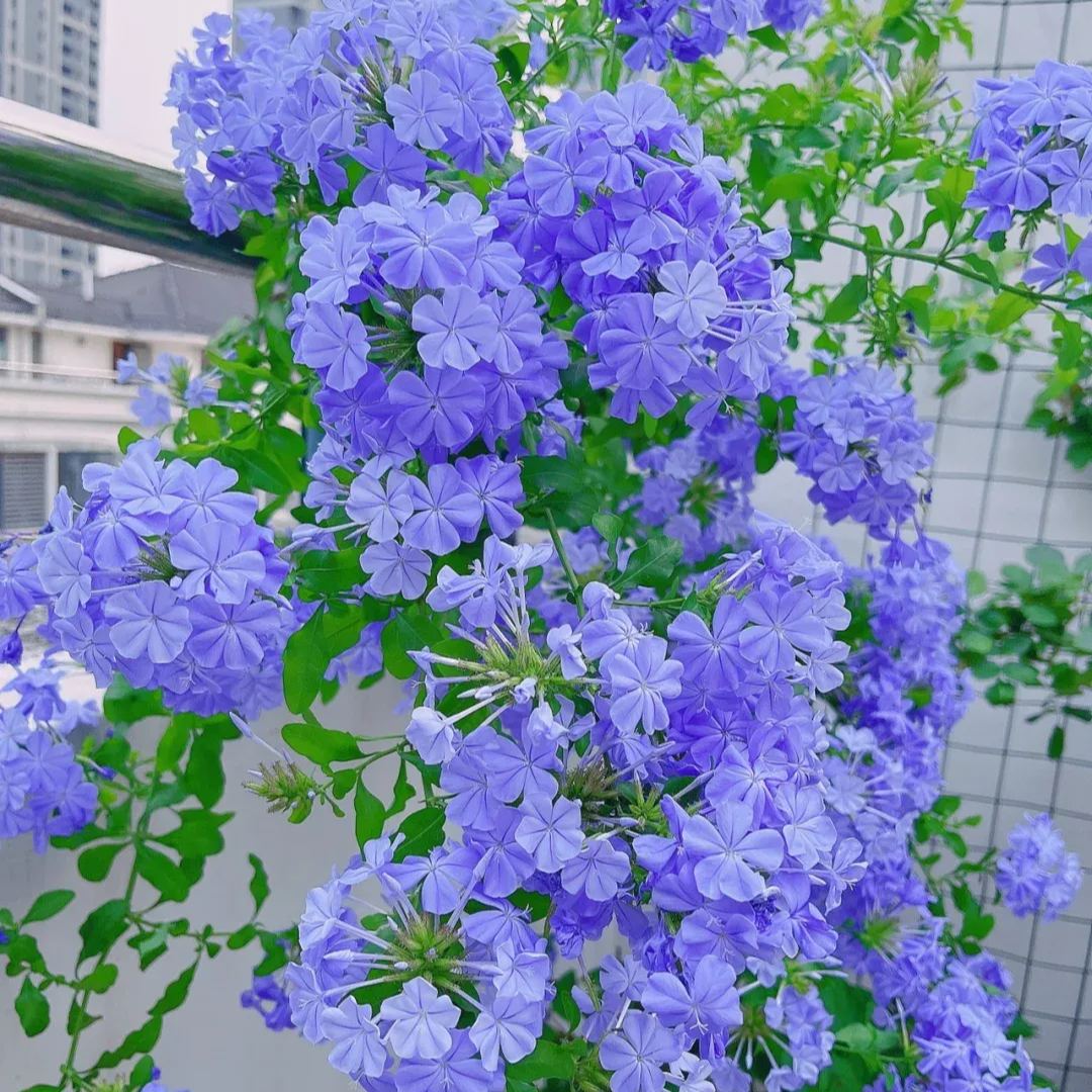 Blue Plumbago auriculata🌈heat and drought tolerant-insect resistant