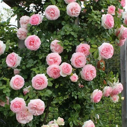 56% OFF✨Rare Climbing Rose Seeds🌹