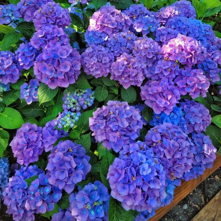 2025 Hot Sale 🎉 Hydrangea Seeds Bonsai Flower Seeds 💙☀️ Perennial Garden Home