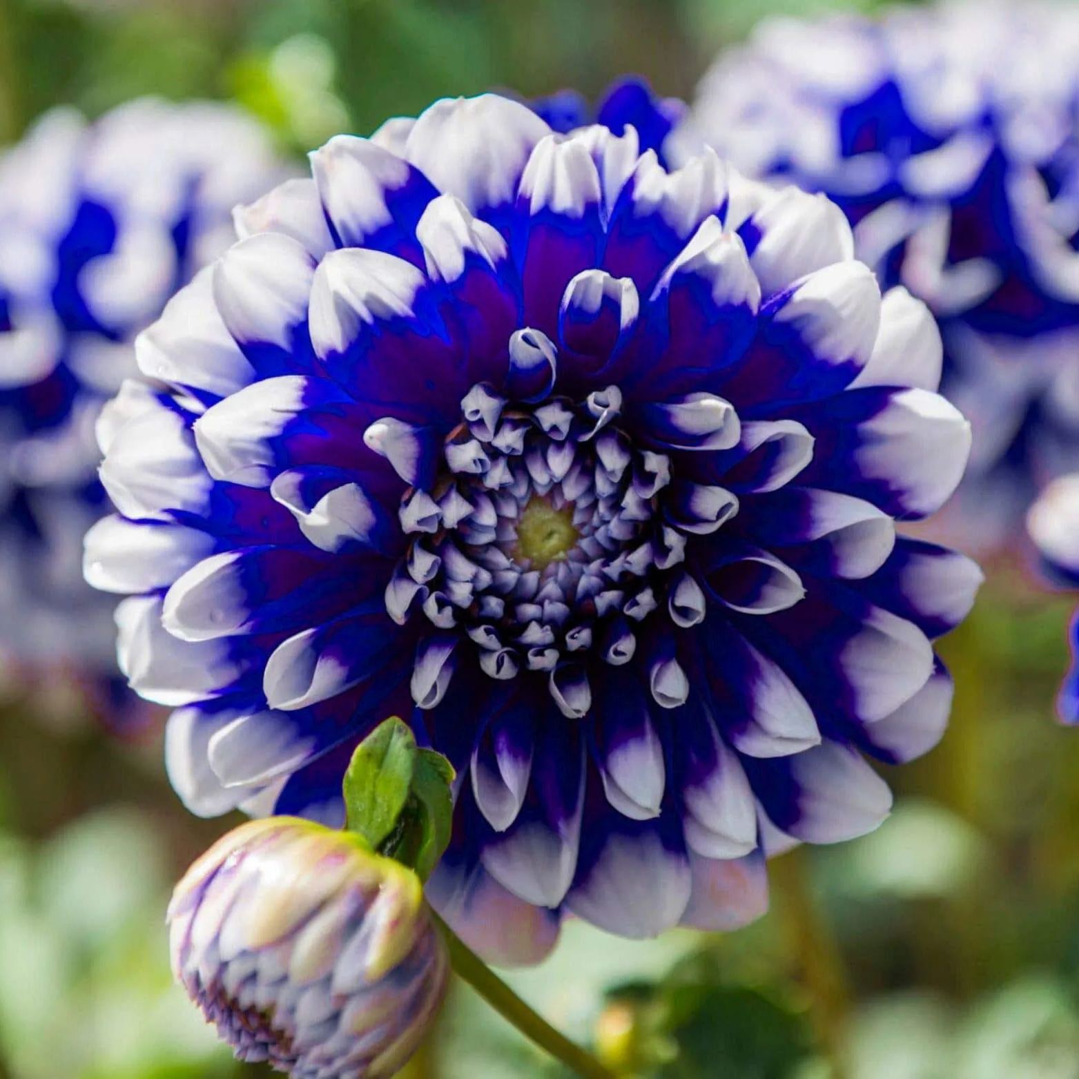 2025 Hot Sale🎉🎉Dahlia Seeds🌸