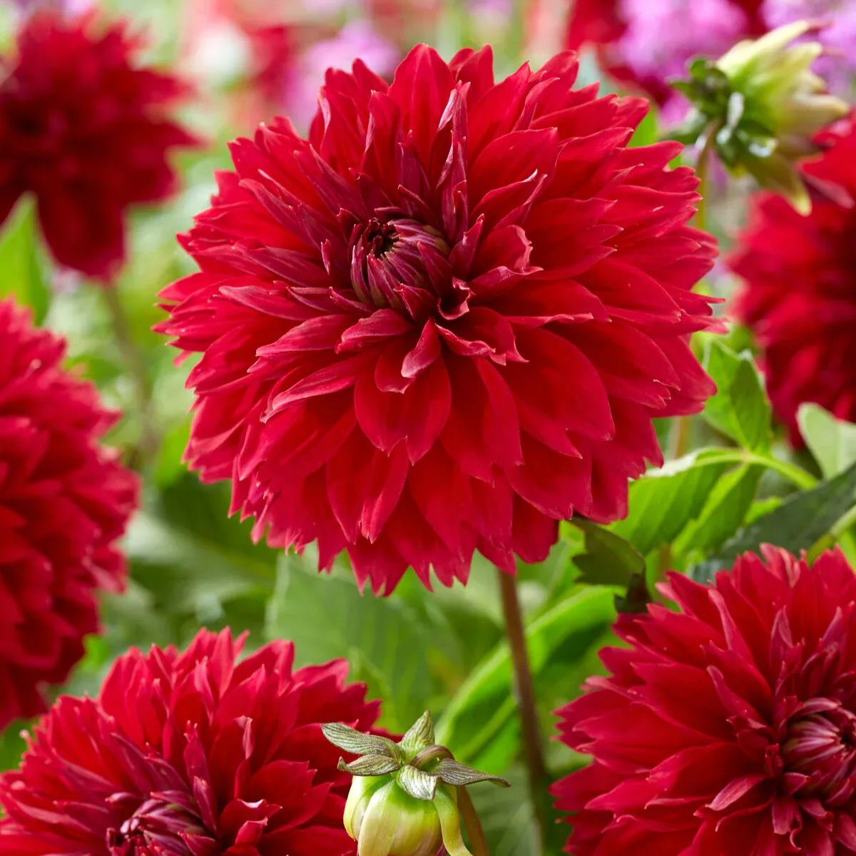 2025 Hot Sale🎉🎉Dahlia Seeds🌸