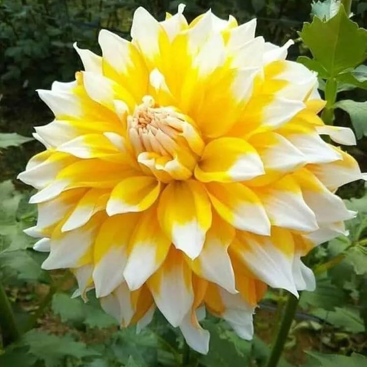 2025 Hot Sale🎉🎉Dahlia Seeds🌸