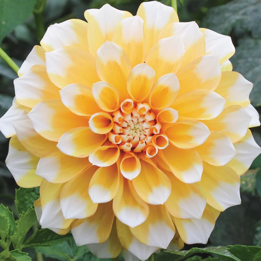 2025 Hot Sale🎉🎉Dahlia Seeds🌸