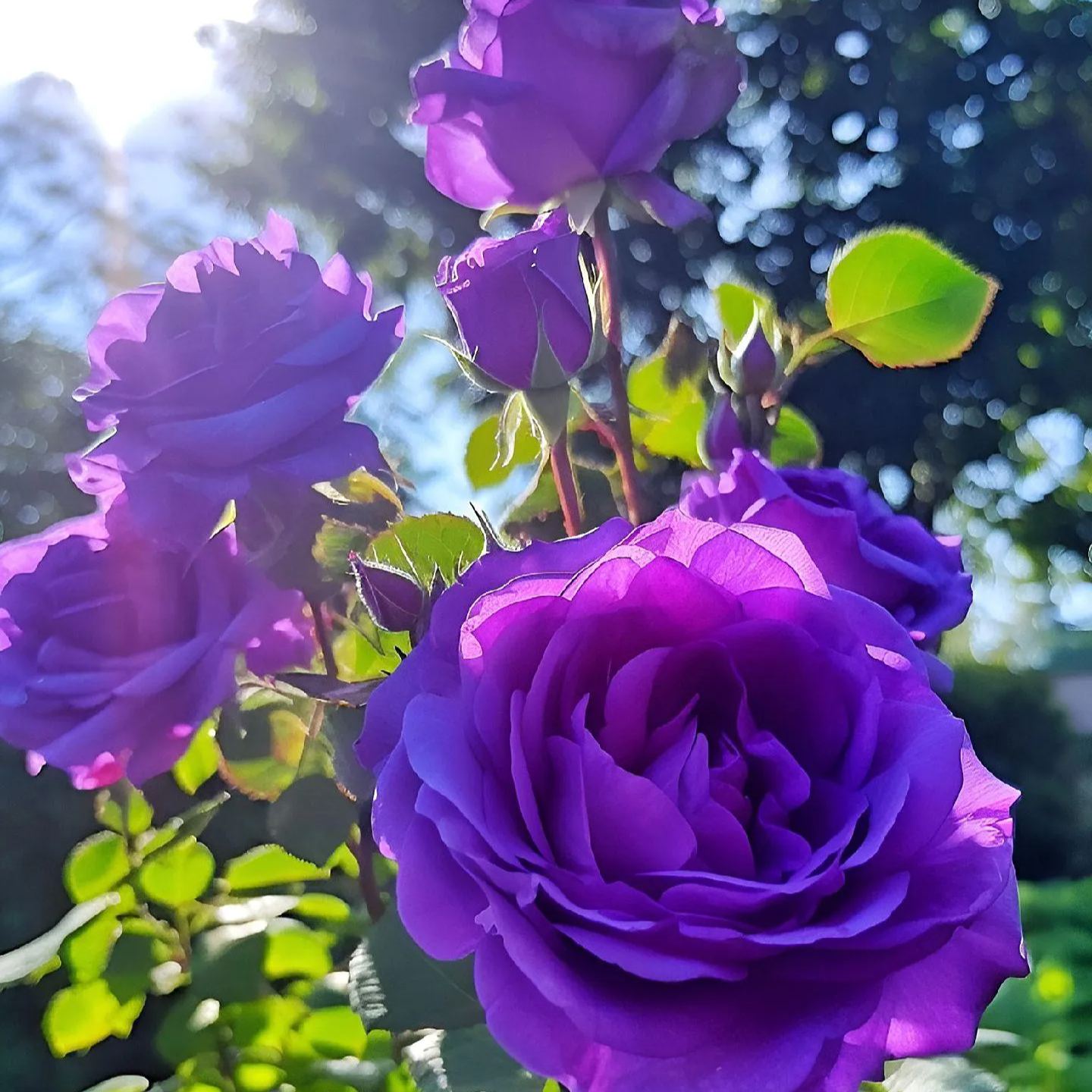 Purple Doll Rose Seeds💜🌹