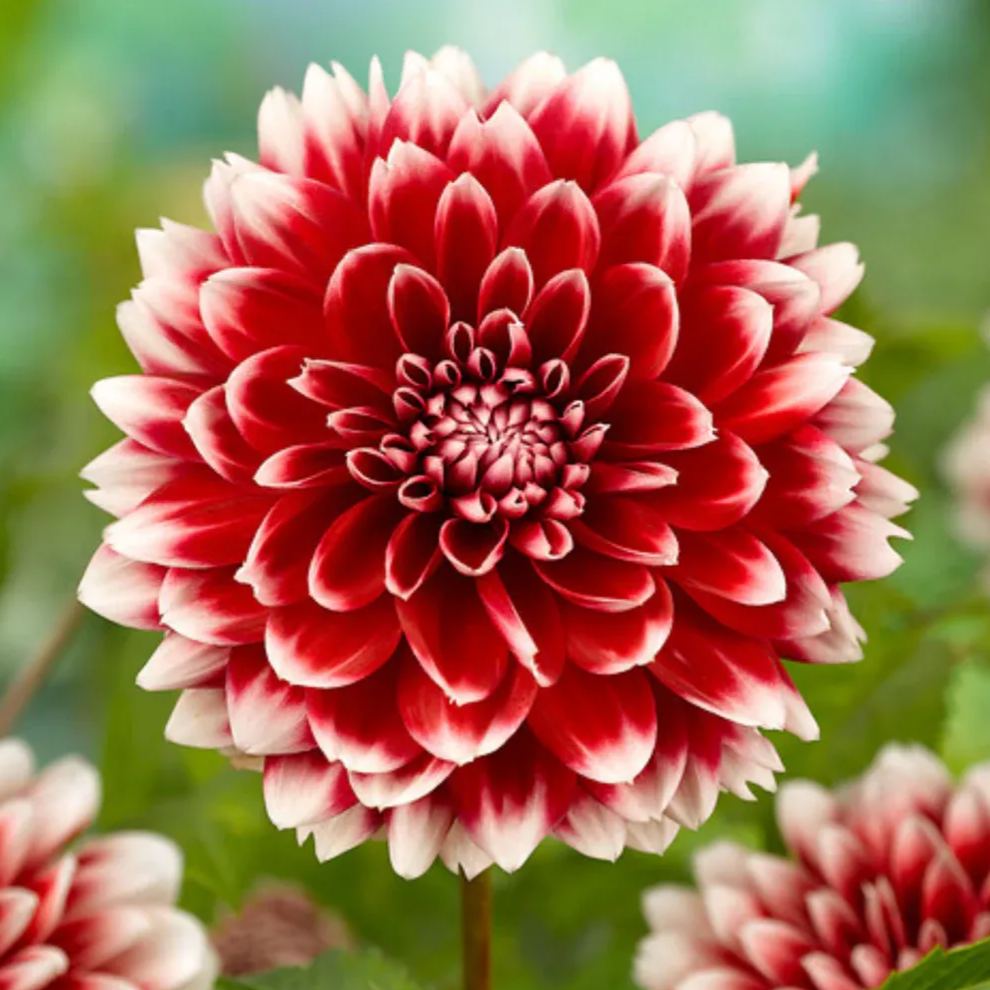 "Red & White Duo Blooms Collection" — Classic Elegance, Year-Round Drama