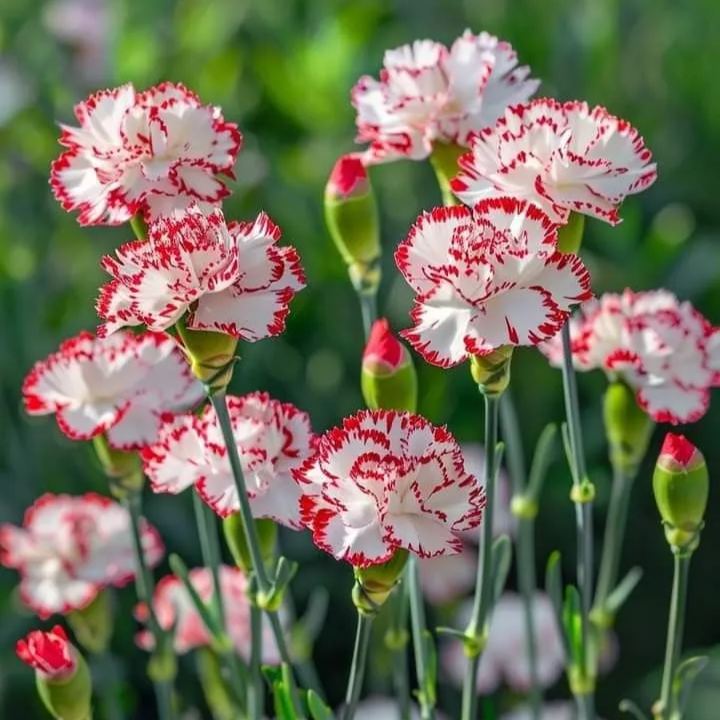 "Red & White Duo Blooms Collection" — Classic Elegance, Year-Round Drama