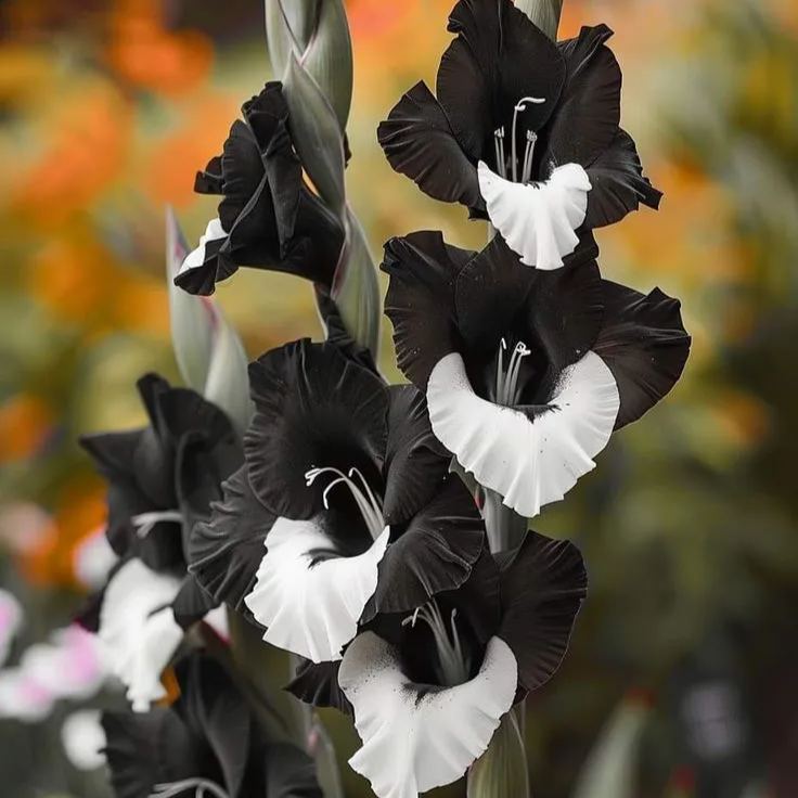 Rare Gladiolus Corms