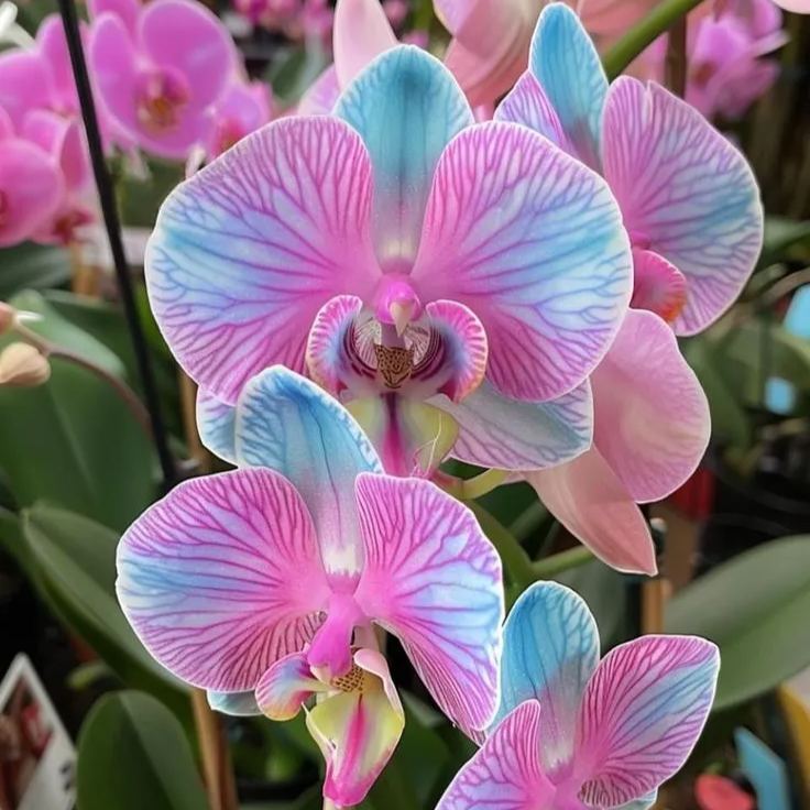 Flaming Kiss-Exclusive Orchid Seeds (Phalaenopsis)🍃