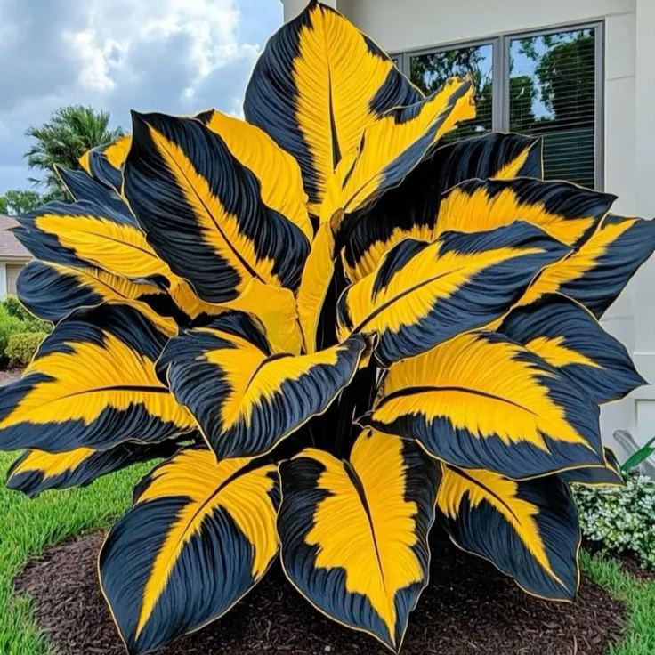 Giant Alocasia Bulbs: Transform Your Space with Tropical Majesty