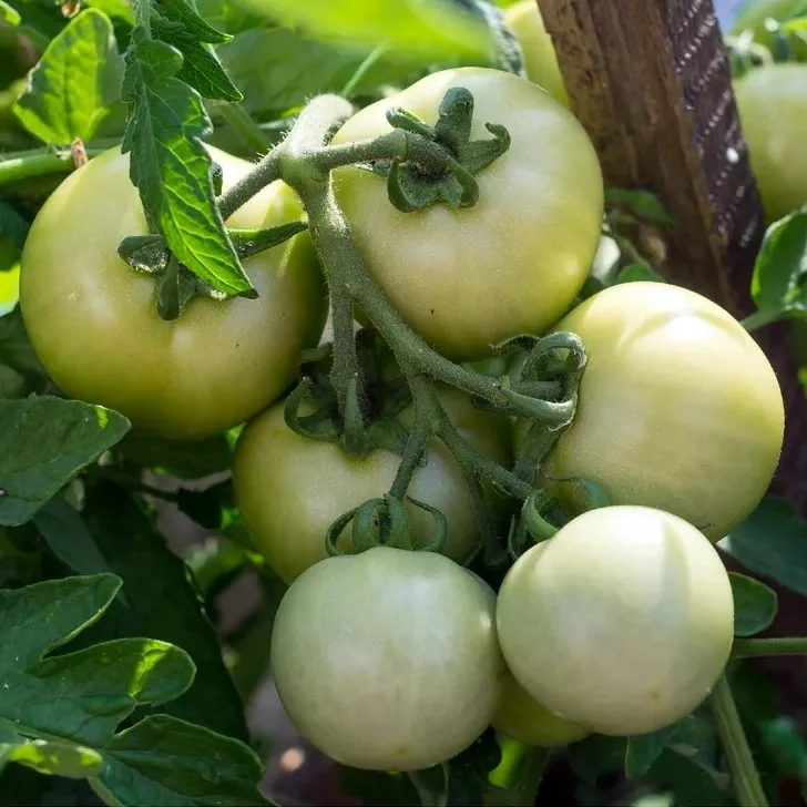 Everwilde Farms - 1 oz Organic Great White Heirloom Tomato Seeds - Gold  Vault Bulk Seed Packet - Walmart.com