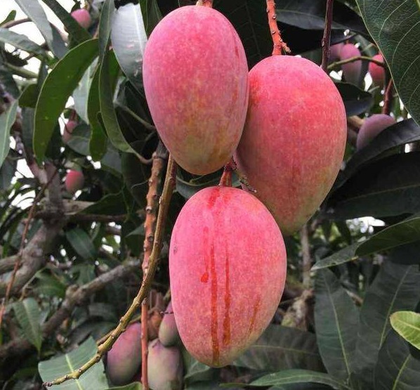 又是一年芒果季！海南最好吃的贵妃芒，核小皮博，果香浓郁，不可错过！_手机搜狐网