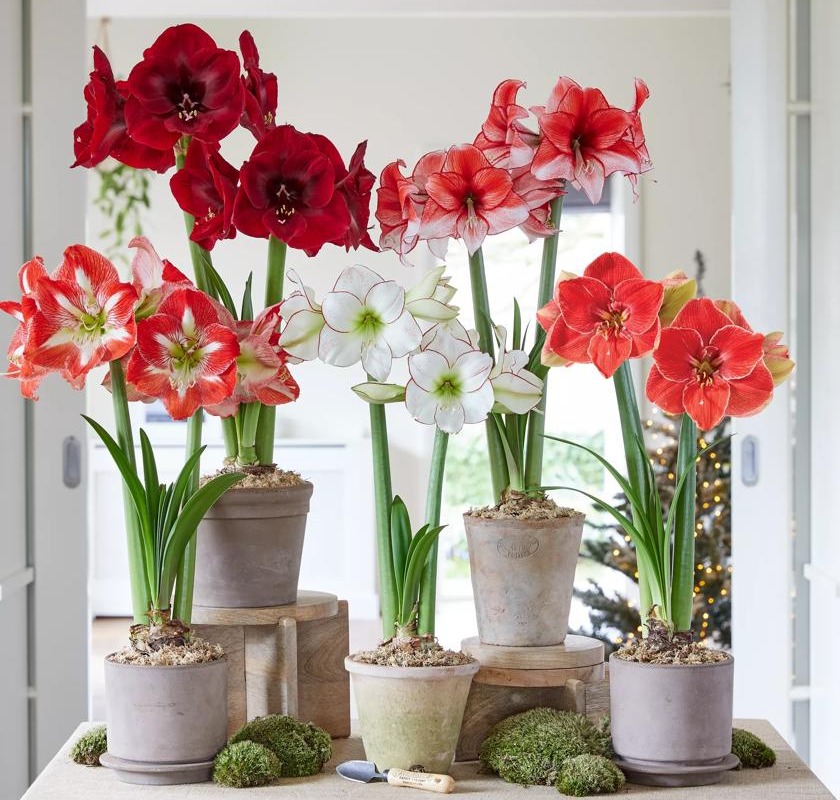 Premium Amaryllis Bulb for Sale | Gardener's Supply