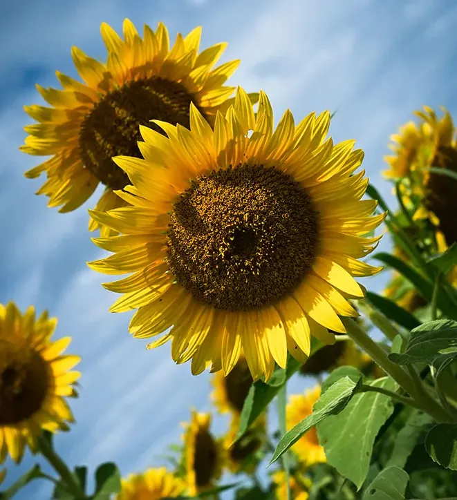 10 Sunflower Photography Ideas and Tips | Nikon | Nikon