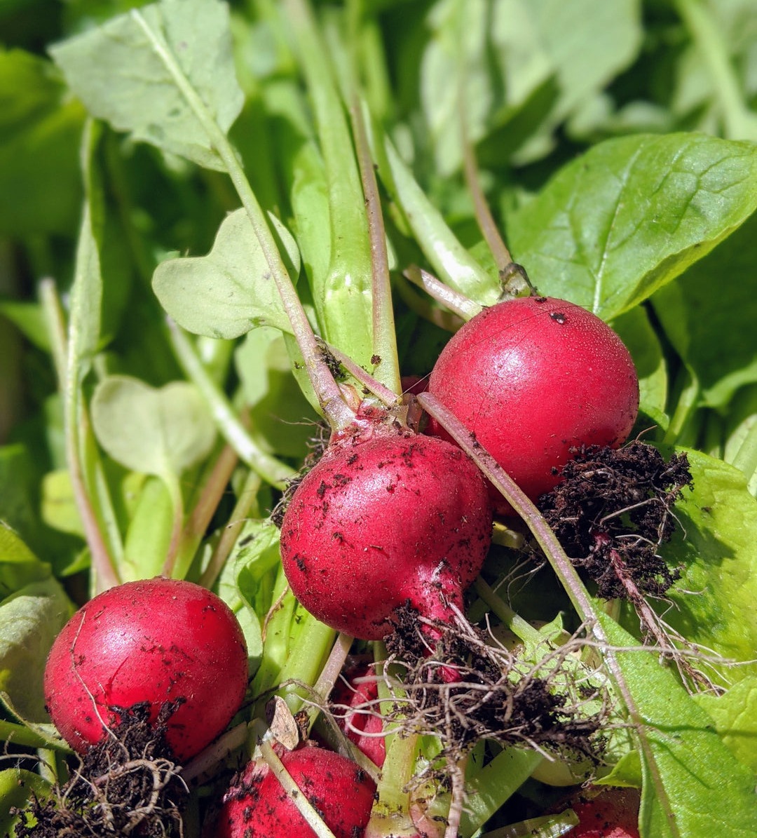 Radish Cherry Belle Vegetable | x 100 seeds – Veggie & Flower Garden Seeds