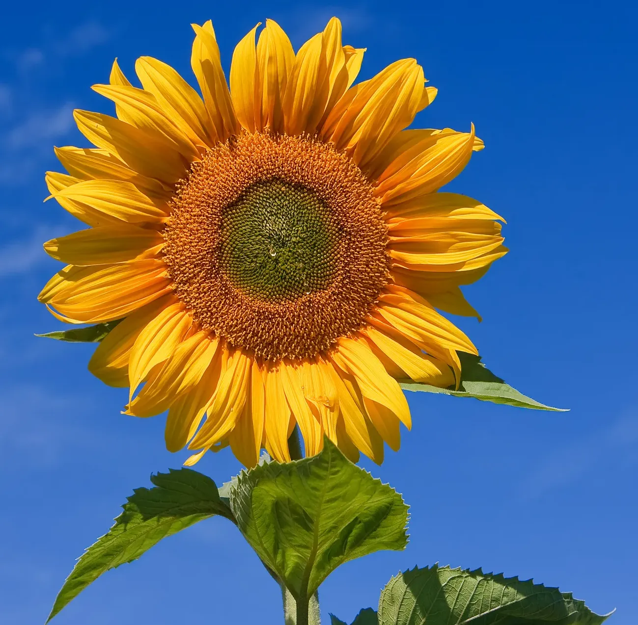 Common sunflower - Wikipedia