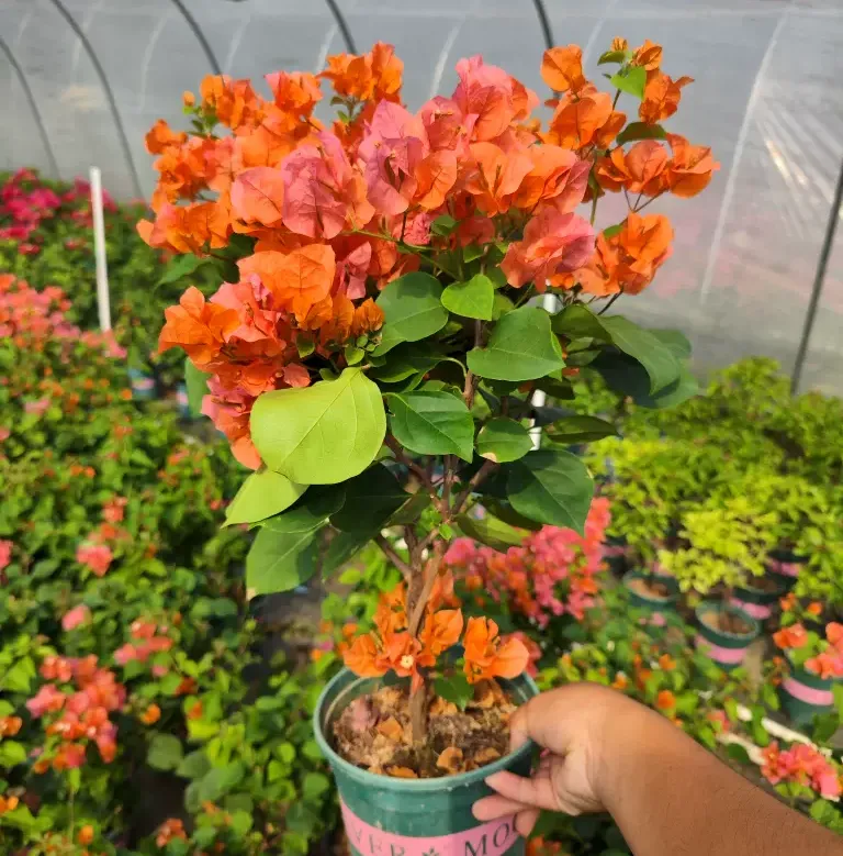 绿叶橙三角梅-Taobao