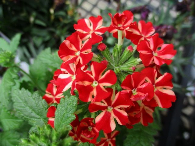 鮮やかな赤と白のストライプが特徴の宿根バーベナ【ミータン】ホームセンターで