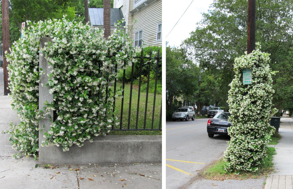 Confederate Jasmine Fragrant Vine | New Life Nursery