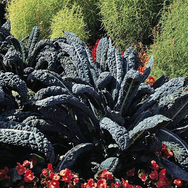 Buy KALE, Black Toscana, seed – Australian Seed